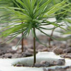 arbordaytree.jpg