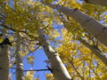 aspen-trees.JPG