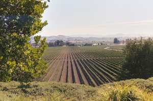 coppola-vinyard.jpg