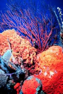 coral-reef-florida.jpg