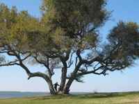 live oak tree