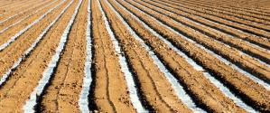 irrigation-crop.jpg