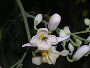 moringa_oleifera.jpg