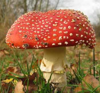 mushroom red capped-badeendjuh-Morguefile