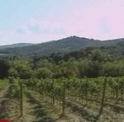 olive-fields.jpg