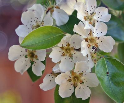 pear blossoms - photo by Elf, GNU license