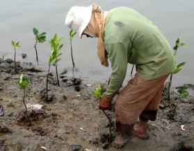 planting-mangroves-ci-photo.jpg
