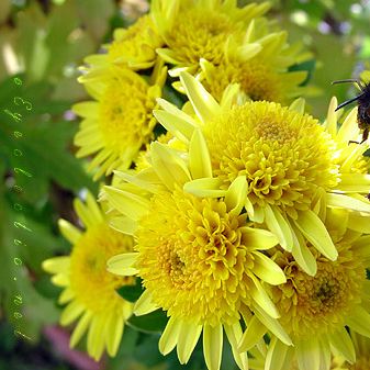 friendly flowers
