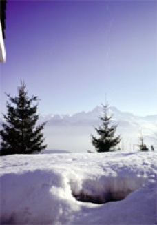 treesinsnow.jpg
