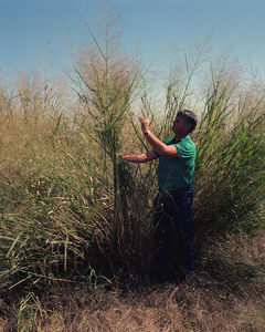 usda-switchgrass.jpg