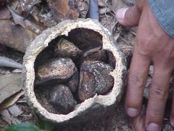 brazil nut