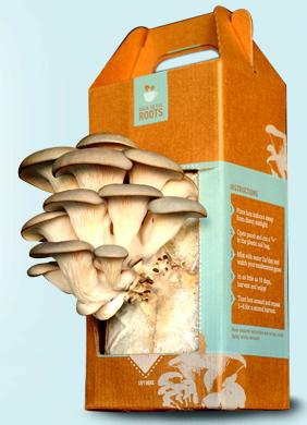 Mushroom kits from Back to the Roots