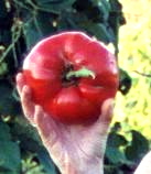 tomato.jpg