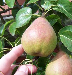 pear-picking.jpg