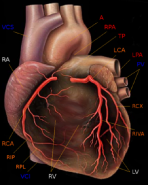 heart.png