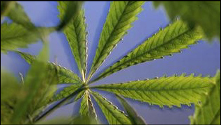 marijuana