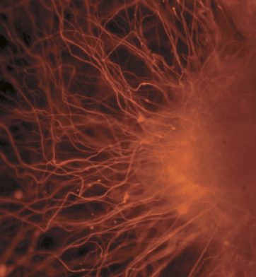 ebryonic stem cells -PublicLibraryofScience-CClic