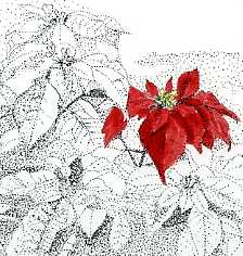 poinsettia image by Alex Cube