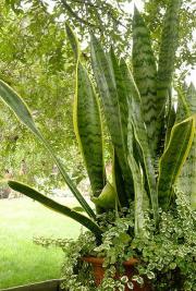 golden-pothos-plant.jpg