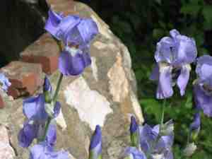irises
