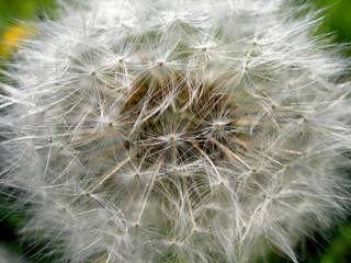 make a wish for more years without war