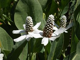yerba_mansa.jpg