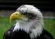 Bald Eagles Flourish, as Tourists Flock to See Hundreds at a Time