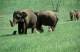 Shot in the Arm for Sumatran Elephants and Tigers