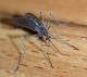 Mosquito �Nose Transplant� a Breakthrough in Wiping out Malaria