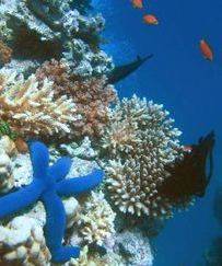 Bush Creates Largest Marine Protection Zone in the World