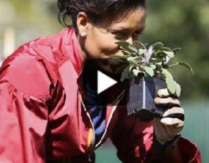 michelle obama plants in WH garden