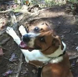 Boxer-Hound from shelter to police star