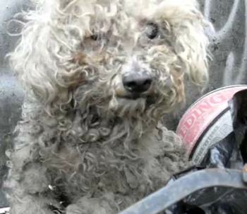 blind dog Fiona - Hope for Paws photo