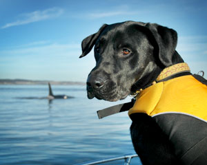Dog on ocean with whale -Conservation Canines photo