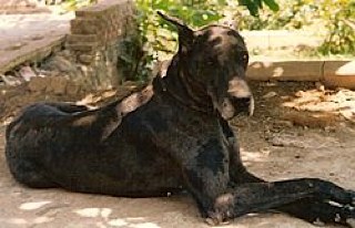 Great Dane 