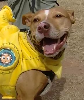 Pit Bull - Love-A-Bull photo from YouTube