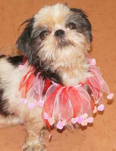 Shih Tzu - Helmetta Regional Animal Shelter