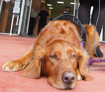 Therapy dog retriever Beth Zilbert photo