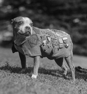 WWI pitbull, Sgt Stubby Wikimedia photo