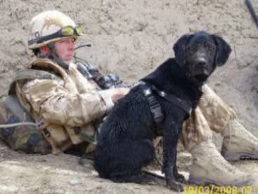 Top Dog: UK Honors Heroic Bomb-Sniffing Pup (Video)