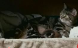 cat-panda.jpg