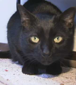 cat returns 6mos after Sandy