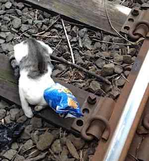 cat stuck in chips bag