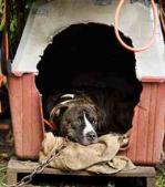 chained-dog.jpg