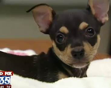 chihuahua gets reprieve, Fox-35 video snapshot