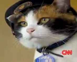 conductor-cat.jpg