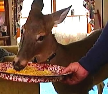 deer-as-ohio-pet-dilly.jpg