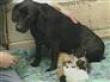 Dog Nurses Motherless Kittens (Video)