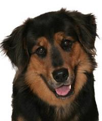 dog-on-white-bkgrd.jpg