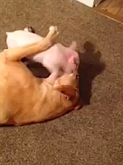 dog and pig-mu shu-youtube